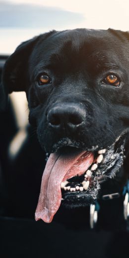 dog, labrador Wallpaper 720x1440