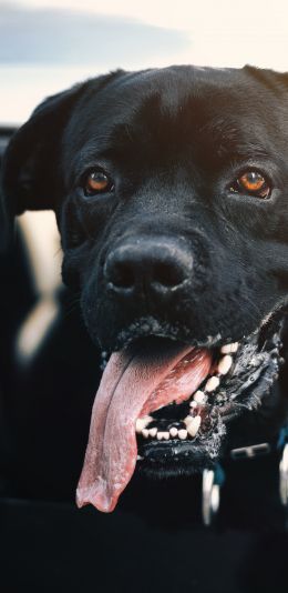 dog, labrador Wallpaper 1080x2220