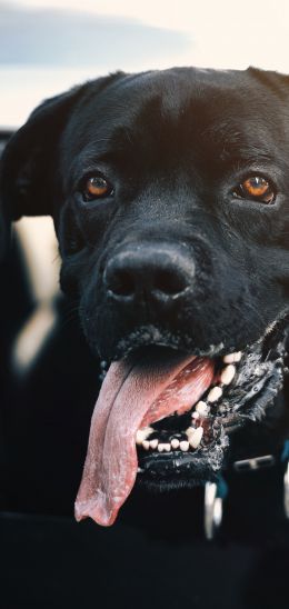 dog, labrador Wallpaper 720x1520