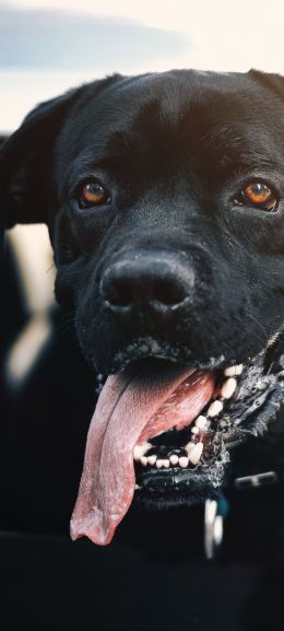 dog, labrador Wallpaper 720x1600