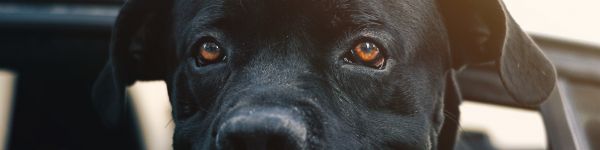 dog, labrador Wallpaper 1590x400