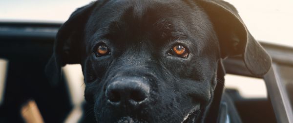 dog, labrador Wallpaper 2560x1080