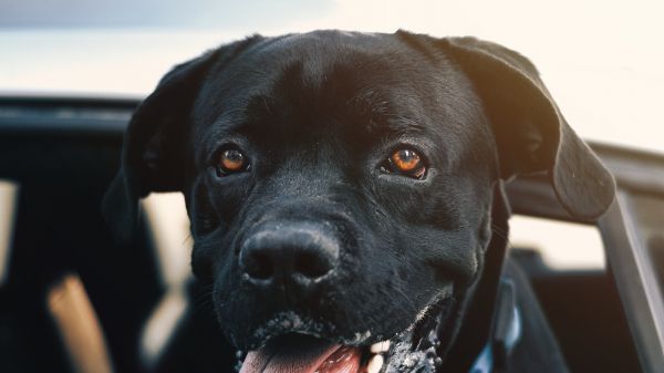 dog, labrador Wallpaper 1280x720