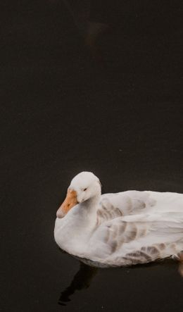 duck, waterfowl Wallpaper 600x1024