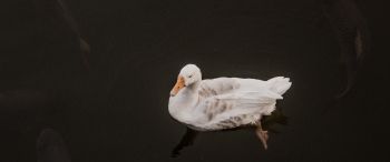 duck, waterfowl Wallpaper 3440x1440