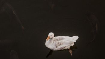 Обои 2048x1152 утка, водоплавающая птица