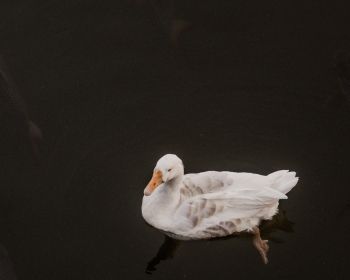 duck, waterfowl Wallpaper 1280x1024
