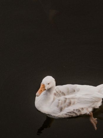 duck, waterfowl Wallpaper 1668x2224