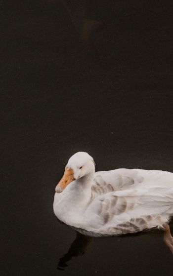 duck, waterfowl Wallpaper 1752x2800
