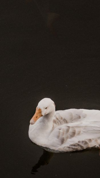 duck, waterfowl Wallpaper 640x1136