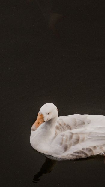 duck, waterfowl Wallpaper 750x1334