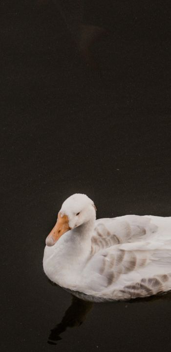 duck, waterfowl Wallpaper 1080x2220