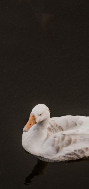 duck, waterfowl Wallpaper 1080x2280
