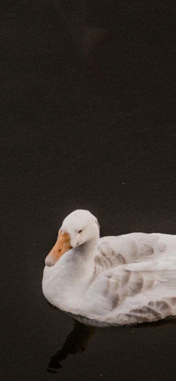 duck, waterfowl Wallpaper 1242x2688