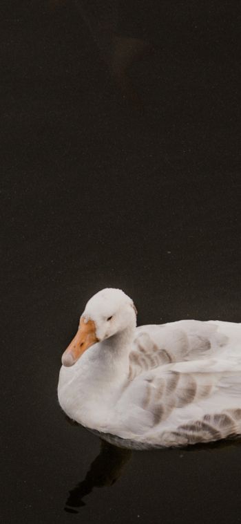 duck, waterfowl Wallpaper 1080x2340