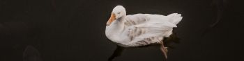duck, waterfowl Wallpaper 1590x400
