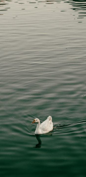 bird, white duck Wallpaper 1080x2220