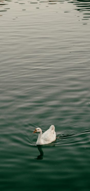bird, white duck Wallpaper 1080x2280