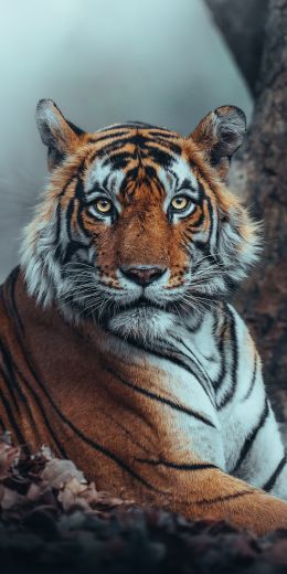 Обои 720x1440 полосатый, тигр