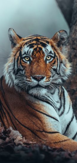 Обои 720x1520 полосатый, тигр