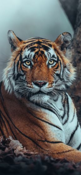 Обои 1080x2340 полосатый, тигр