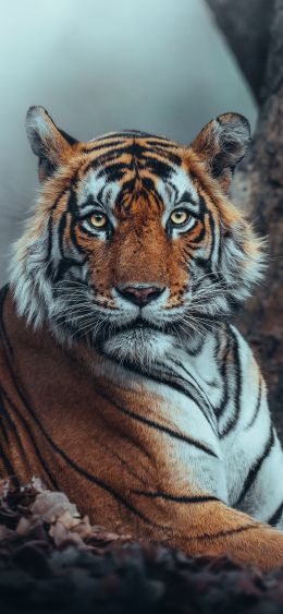 striped, tiger Wallpaper 1080x2340