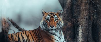 striped, tiger Wallpaper 3440x1440