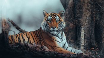 Обои 1600x900 полосатый, тигр