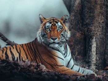 striped, tiger Wallpaper 800x600