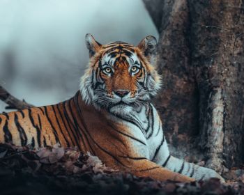 striped, tiger Wallpaper 1280x1024