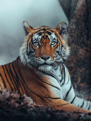 Обои 1620x2160 полосатый, тигр