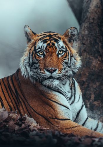 Обои 1668x2388 полосатый, тигр