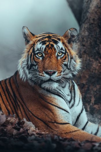 Обои 640x960 полосатый, тигр