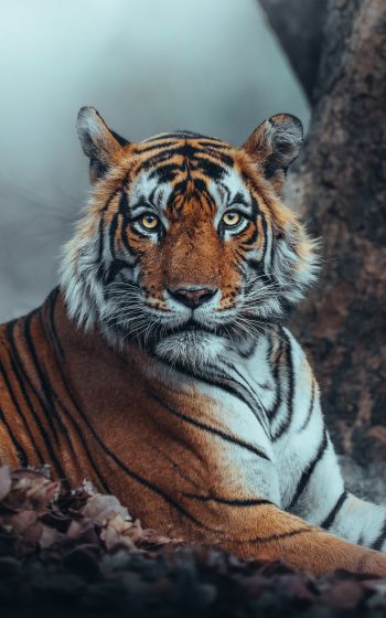 Обои 1600x2560 полосатый, тигр