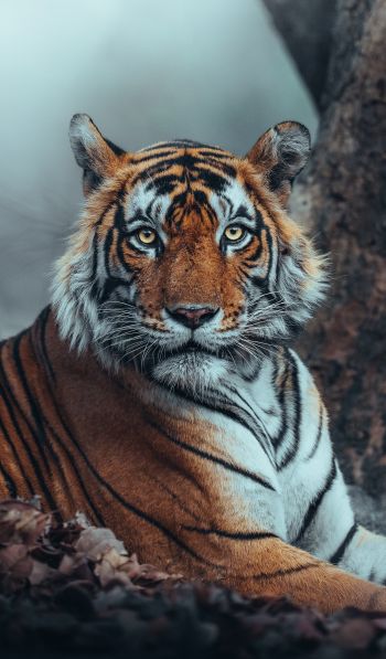 striped, tiger Wallpaper 600x1024