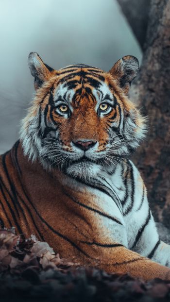Обои 1440x2560 полосатый, тигр