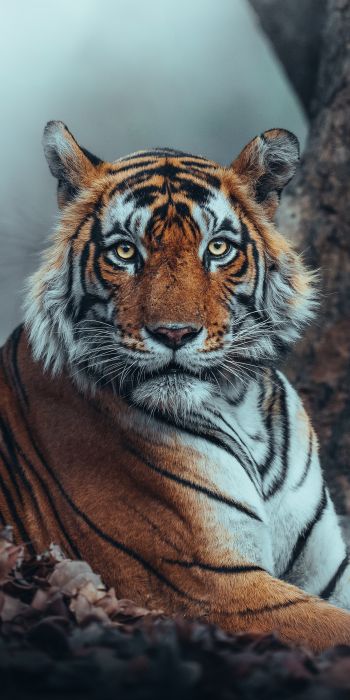 Обои 720x1440 полосатый, тигр