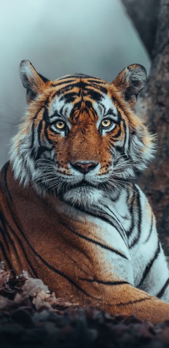 Обои 1440x2960 полосатый, тигр