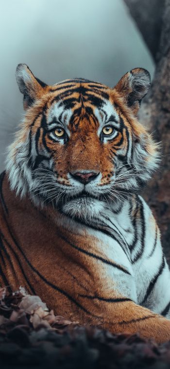 Обои 1125x2436 полосатый, тигр