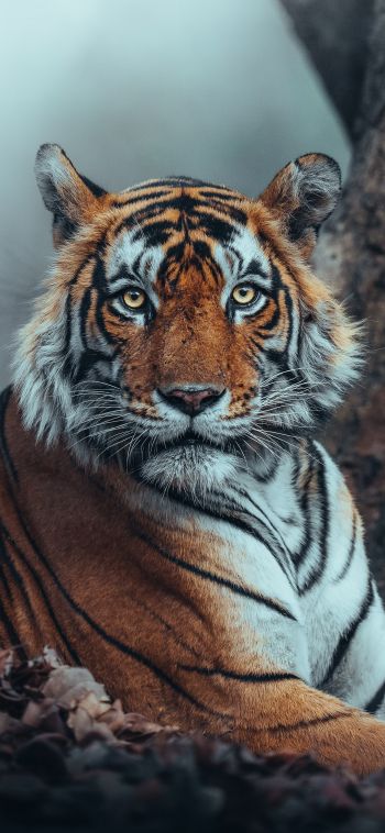 striped, tiger Wallpaper 1080x2340