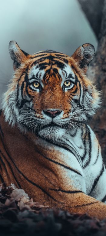 Обои 720x1600 полосатый, тигр