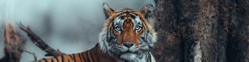 striped, tiger Wallpaper 1590x400