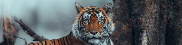 striped, tiger Wallpaper 1590x400