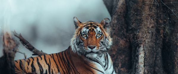 striped, tiger Wallpaper 3440x1440