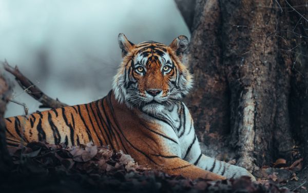 striped, tiger Wallpaper 1920x1200