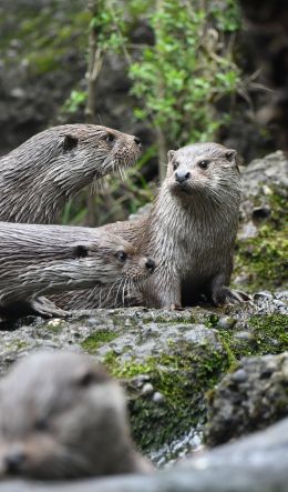 Zoo, Zurich, Switzerland Wallpaper 600x1024