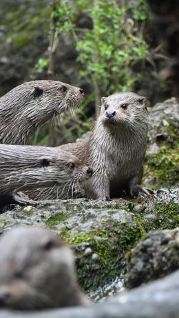 Zoo, Zurich, Switzerland Wallpaper 640x1136