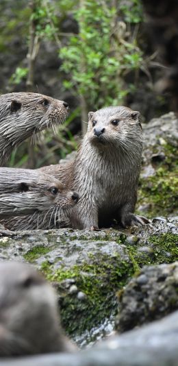 Zoo, Zurich, Switzerland Wallpaper 1080x2220