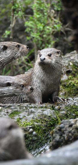 Zoo, Zurich, Switzerland Wallpaper 1080x2280