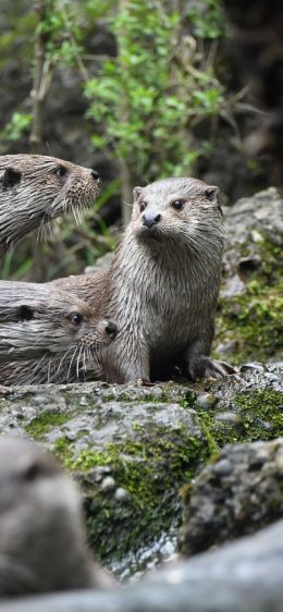 Zoo, Zurich, Switzerland Wallpaper 828x1792